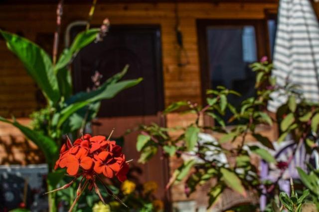 Backyard Apartment Ohrid Esterno foto